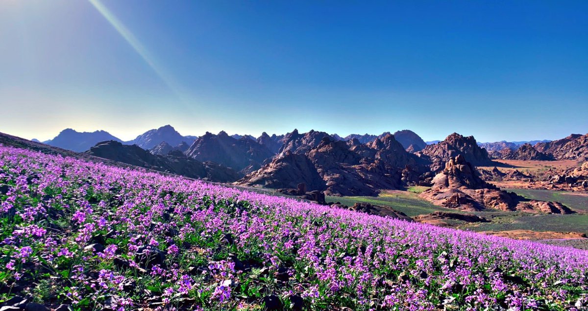 KSA Expats tweet media