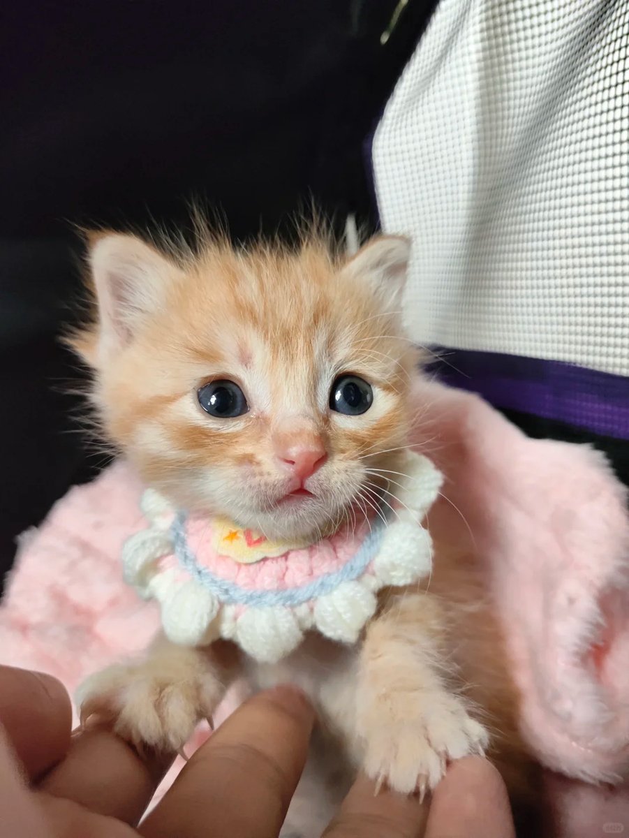 🍃Ⓐ𝕜𝕙𝕒𝕣𝕕.😼 tweet media