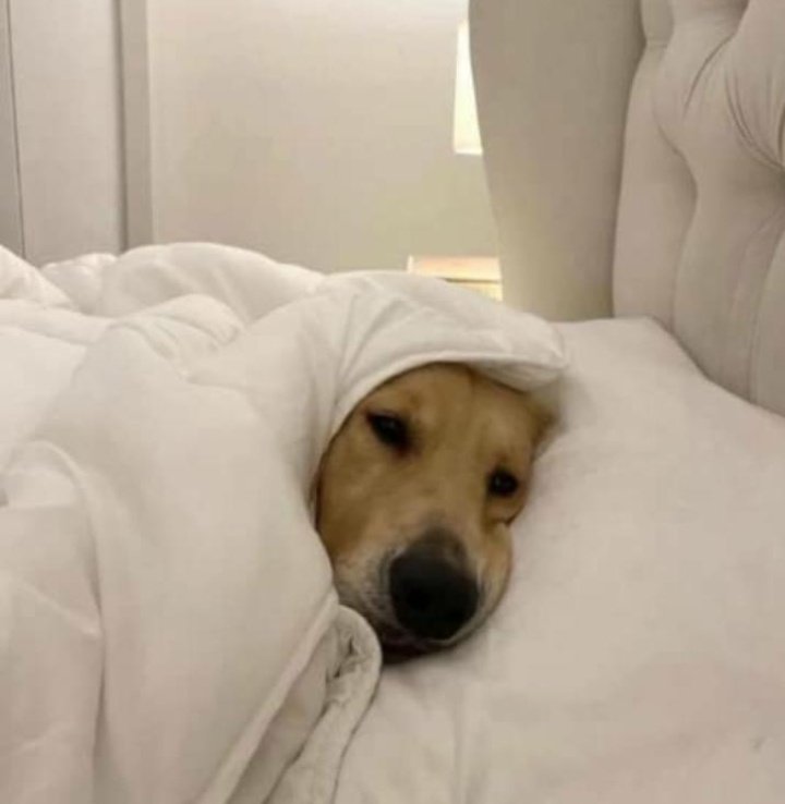 Isah Habila tweet media