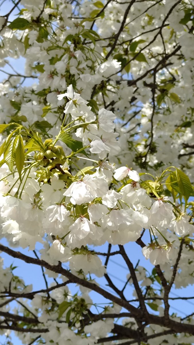 そばギャルとななみんさん！ tweet media