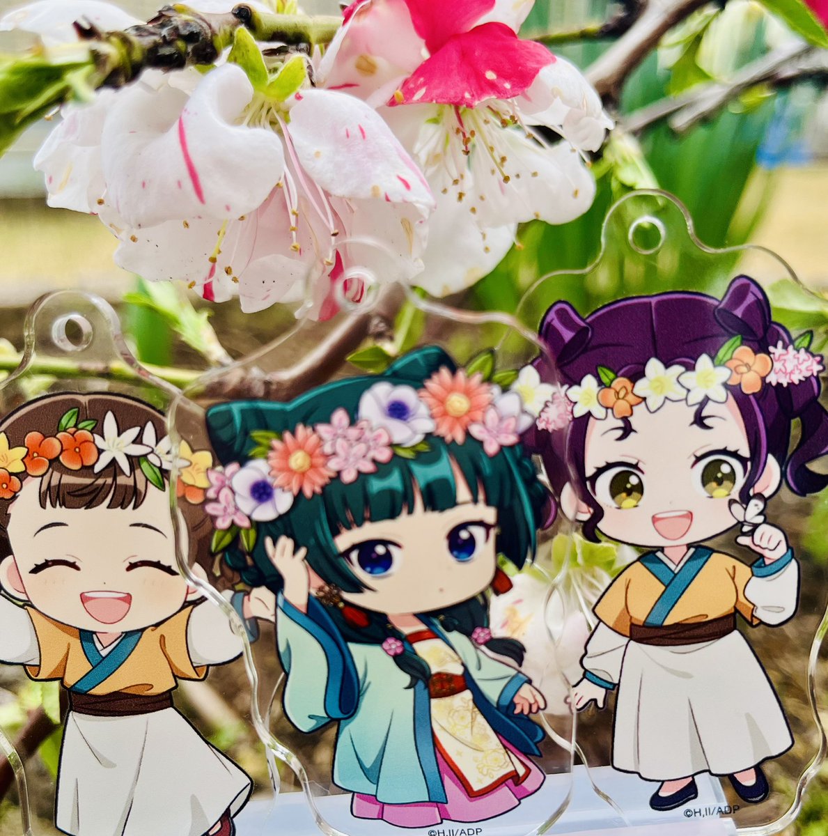 美桜菜 tweet media