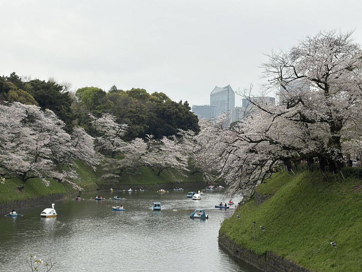 千鳥ヶ淵の桜は今日が見納めかな🌸👋
#桜2026