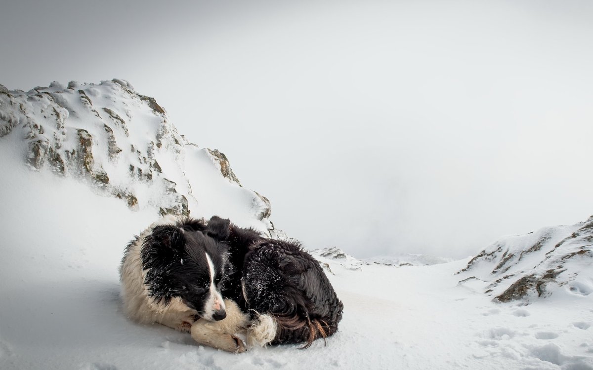 BijouxAlex's tweet photo. Envie d'un nouveau fond d'écran qui a du chien ? 🐕 Je vous offre ma collection de wallpapers "Spécial Chiens" totalement gratuitement !
https://t.co/1Y6msSflf5 https://t.co/EnPVxCXlsX
