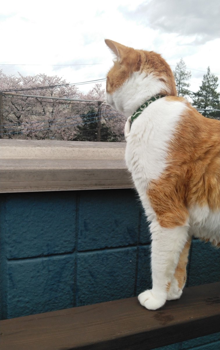 本日の猫部長
🌸🌸🌸
この、桜吹雪が目に入らねぇかぃ❗
だそうです