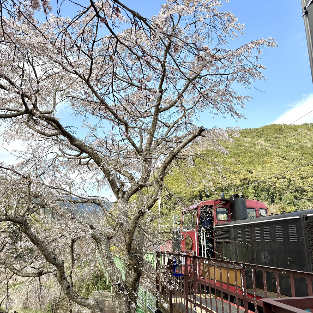 嵯峨野トロッコ列車Sagano Romantic Train【公式】 tweet media