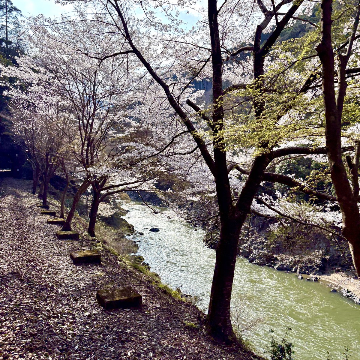 嵯峨野トロッコ列車Sagano Romantic Train【公式】 tweet media
