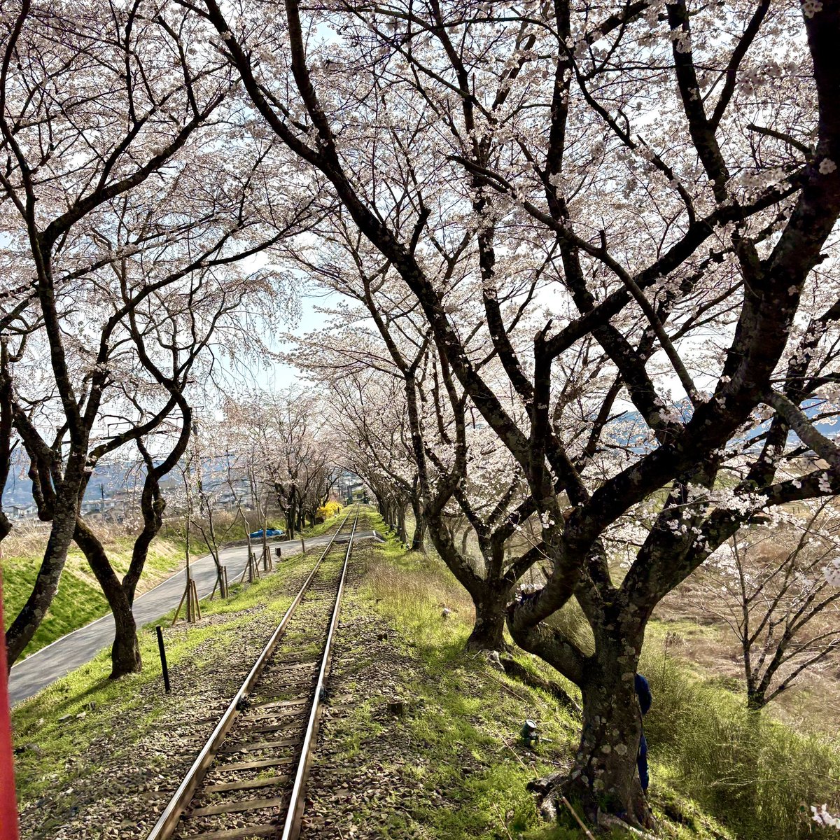 嵯峨野トロッコ列車Sagano Romantic Train【公式】 tweet media