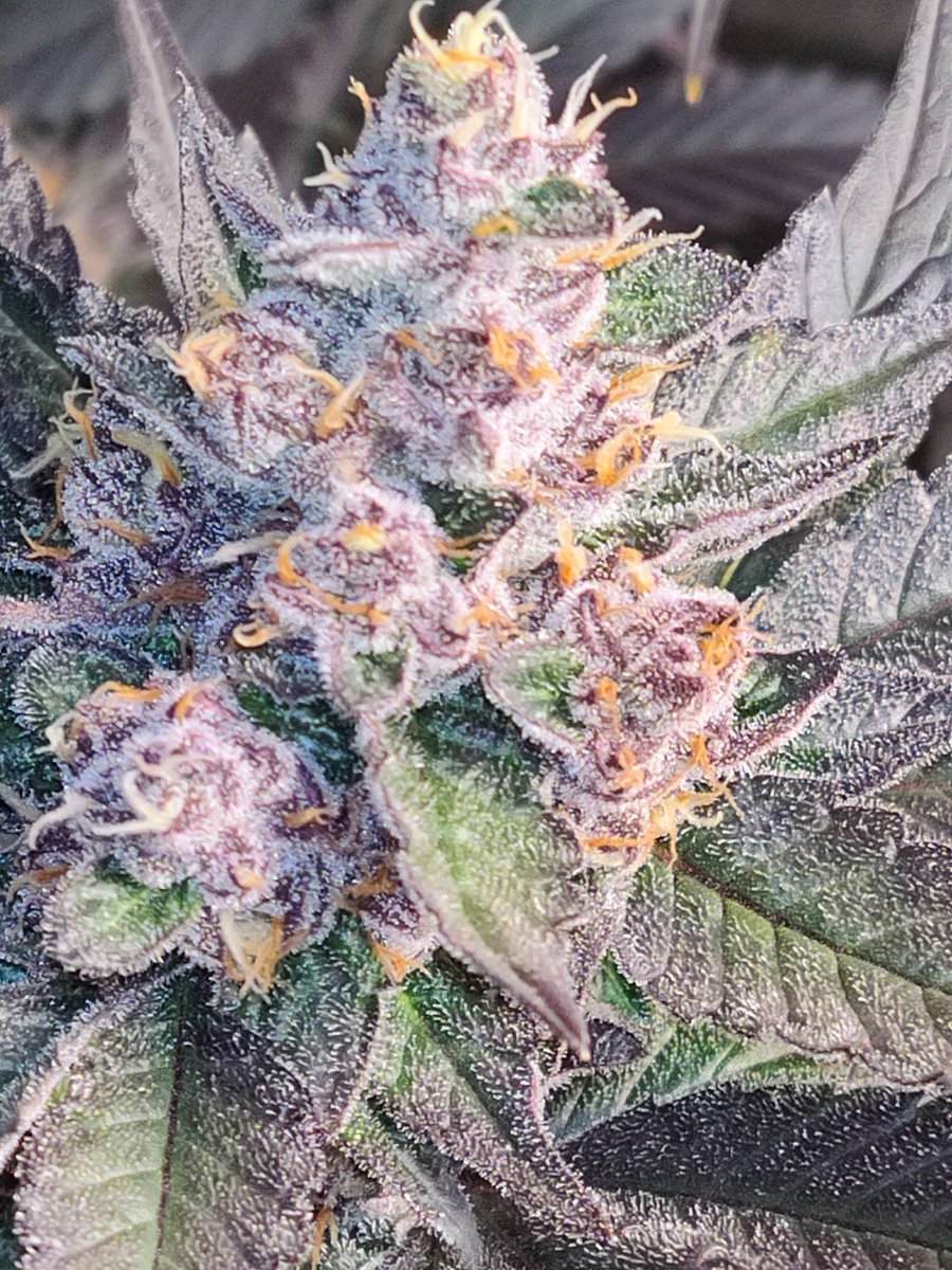 allbuck_$$$ tweet media