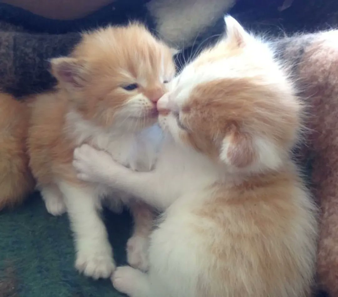 🍃Ⓐ𝕜𝕙𝕒𝕣𝕕.😼 tweet media