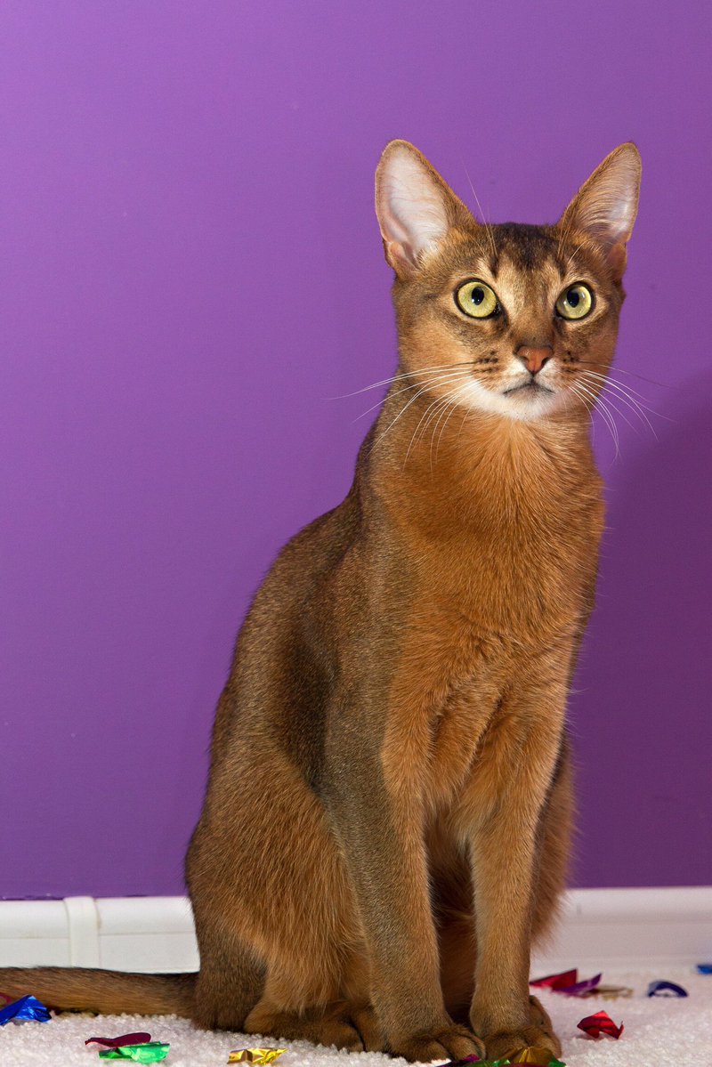 Maxim Elfimov tweet media