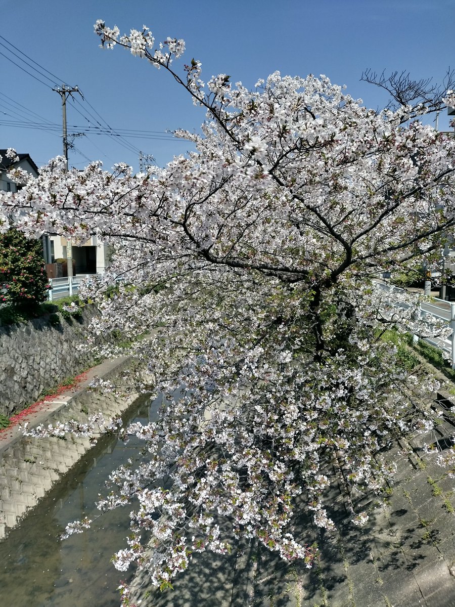 sayugenn's tweet photo. 冷たいものが飲みたい暑さ。梅は春だけど桜は夏だな〜
雑用しながらもつい #桜  の方へ。自転車にも目がい��ますネ、暫く乗るのは様子見。今日も公園はBBQとピクニックで大賑わい。

#原油 は113まで上昇、前回は119。

#あんぱん で休憩☆ https://t.co/jOJ5mFdJyR