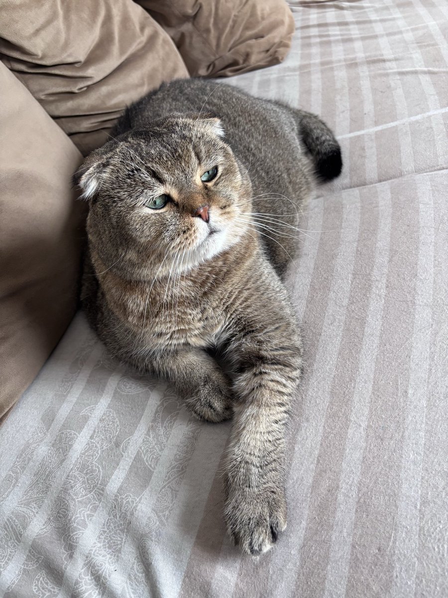 aysembg👩🏻🏫👩🏻🔬👩🏻💻🐅🐯🐈⬛ tweet media