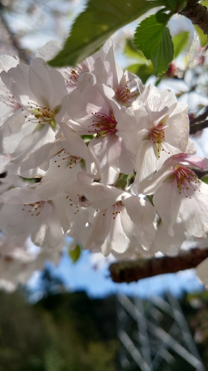 ばっくす tweet media