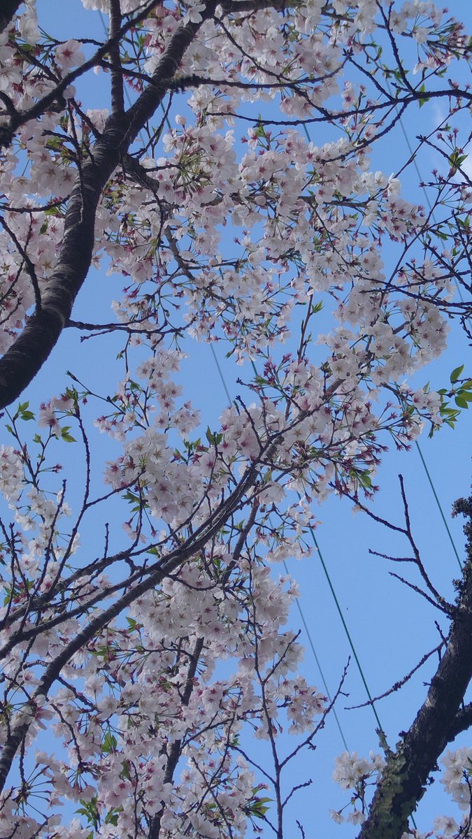 ばっくす tweet media