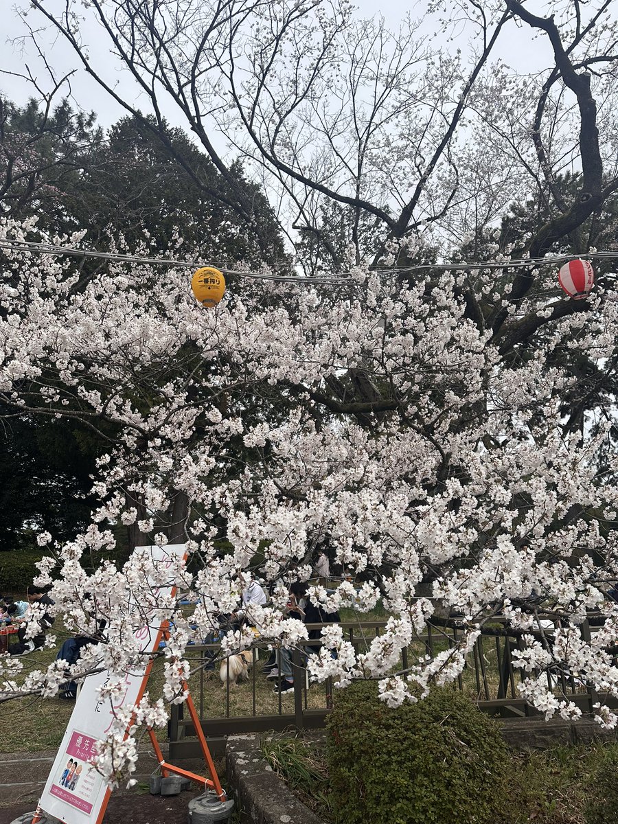 ミルクティー tweet media