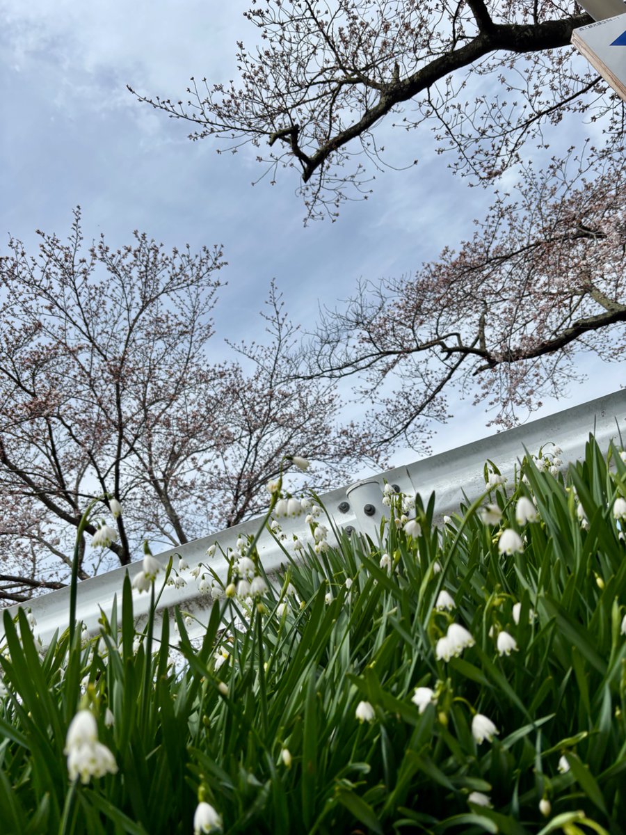 やきねぎ@森林邸 tweet media