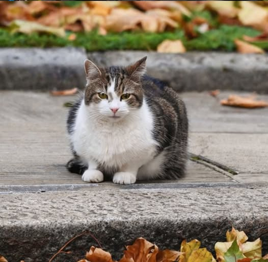 Elizabeth Radcliffe and Boots the Cat tweet media