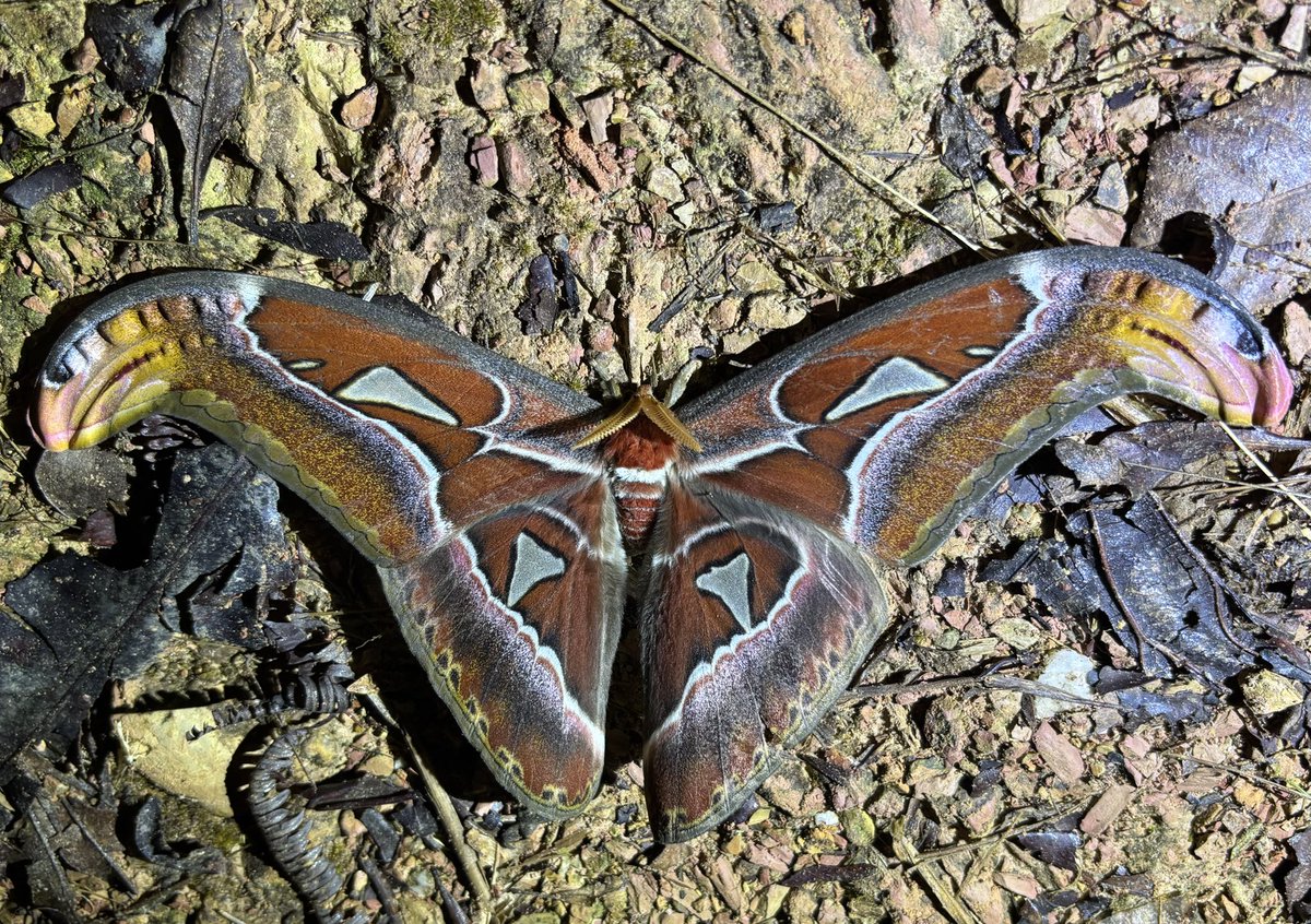 灯火に飛来したヨナグニサン
Attacus atlas
鱗翅に興味持ってから1番会いたかった蛾