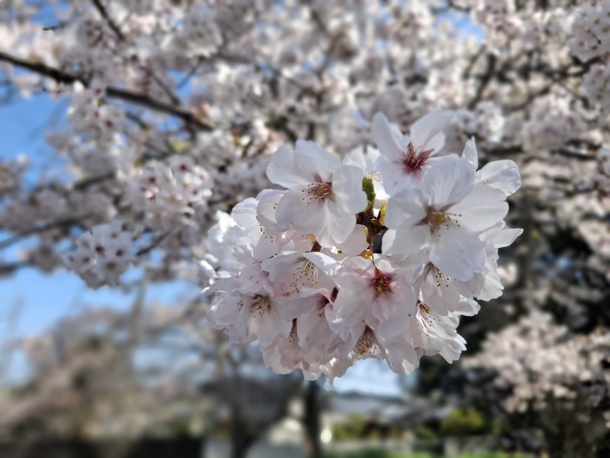 林 会長 tweet media