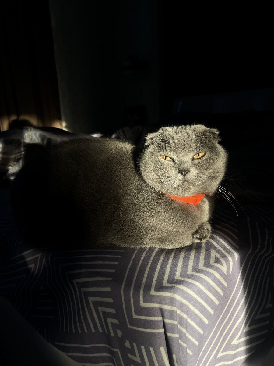 зла Відьма tweet media