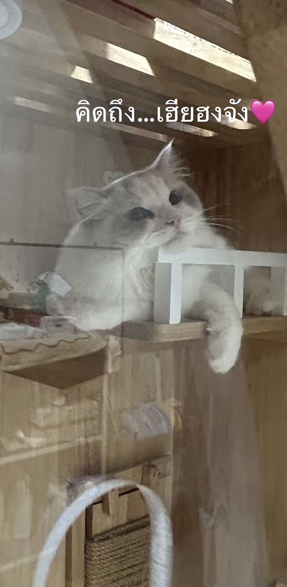 กุบกอบ tweet media