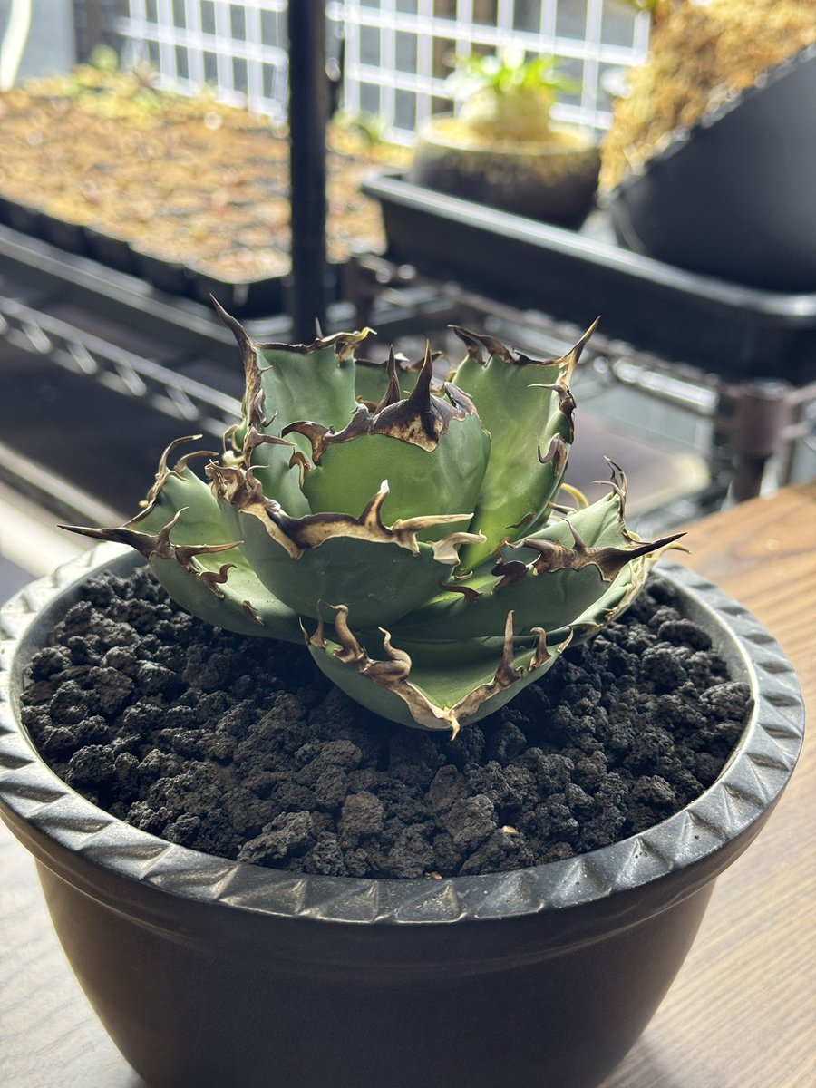 F.T.W TOKYO tweet media