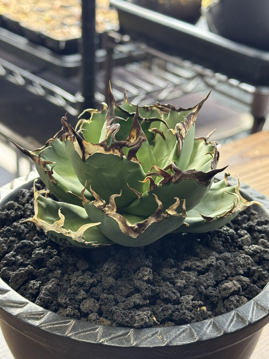 F.T.W TOKYO tweet media