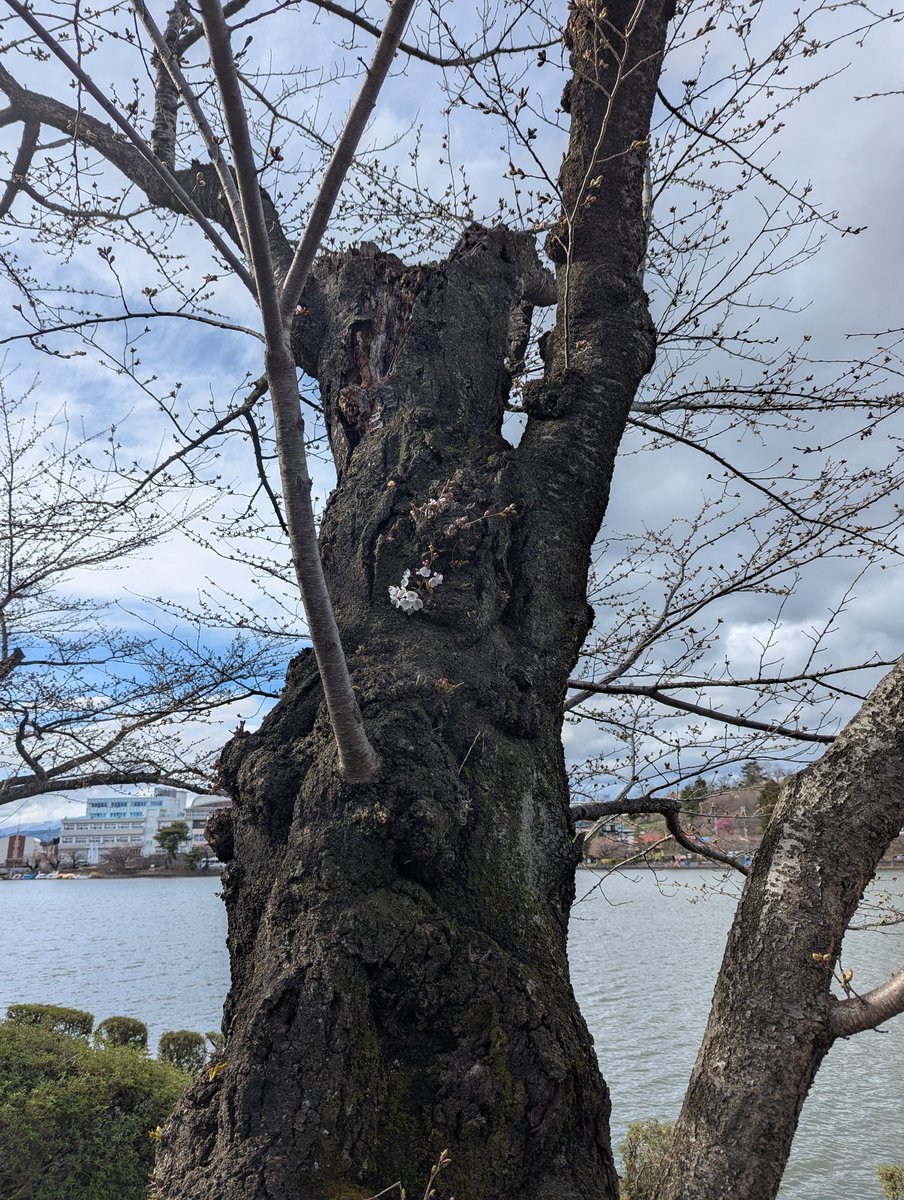 もちもち!!!! tweet media