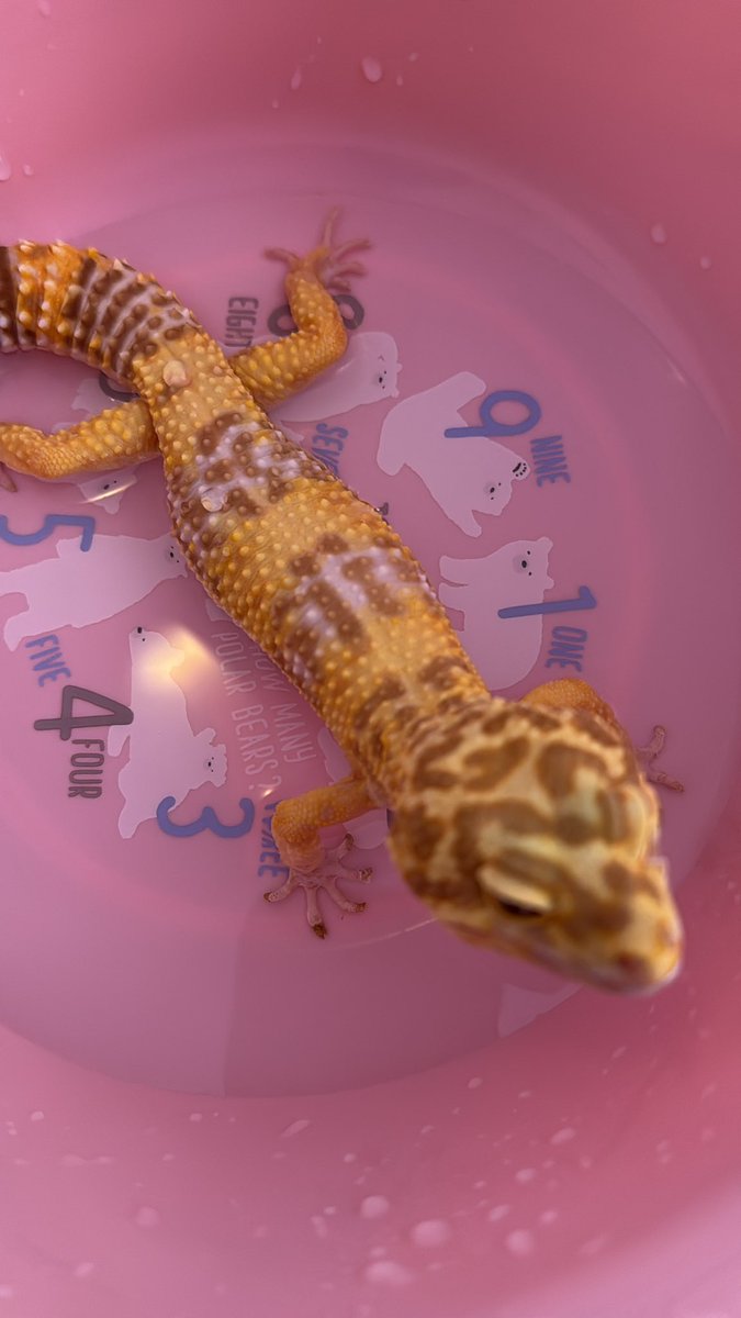 ᥫᩣ ơ̟̤̖̗͖͇̍͋̀͆̓́͞͡😈ơ̟̤̖̗͖͇̍͋̀͆̓́͞͡ᥫ᭡፝֟፝֟♡꙼̈ tweet media