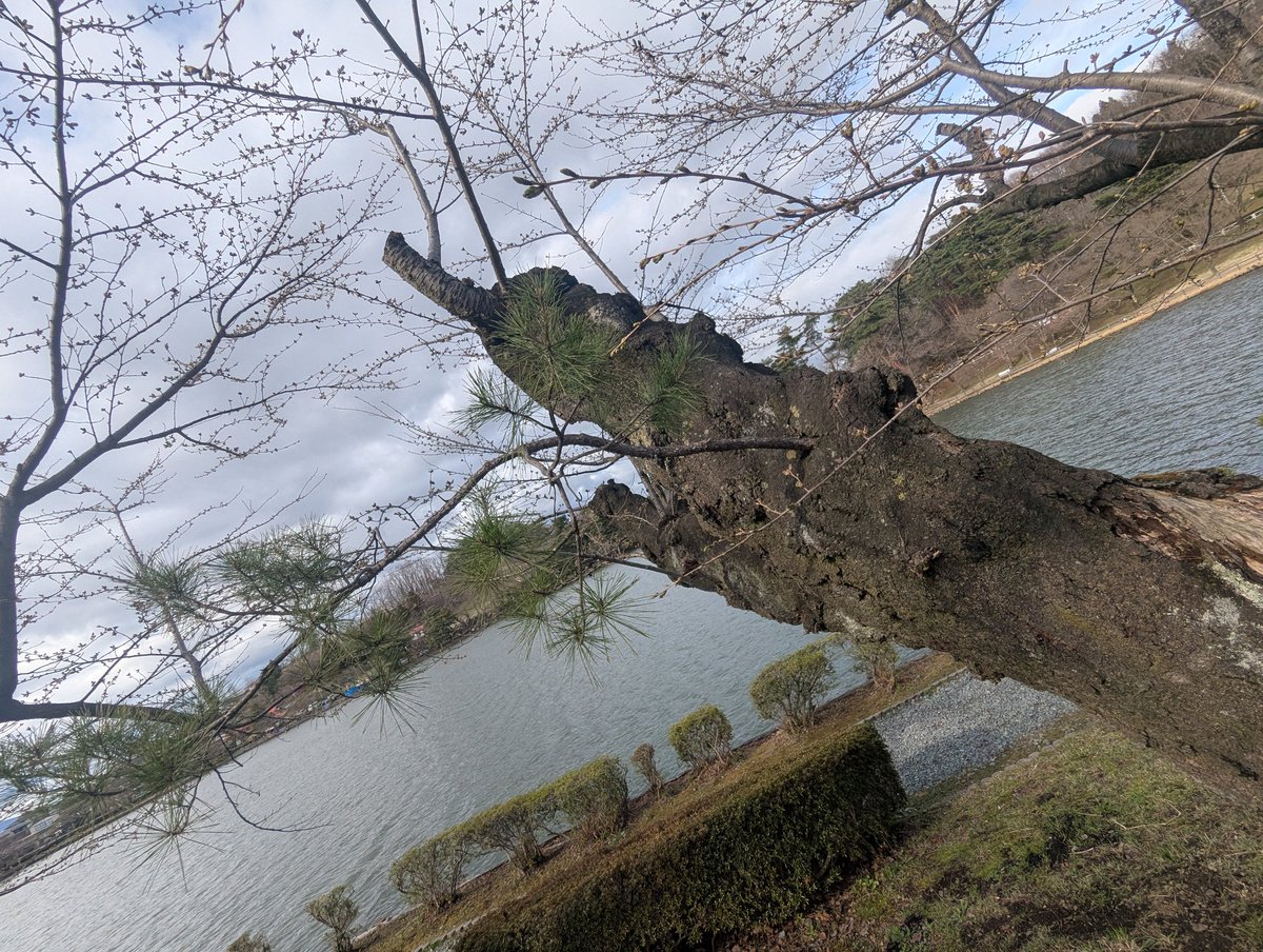 もちもち!!!! tweet media