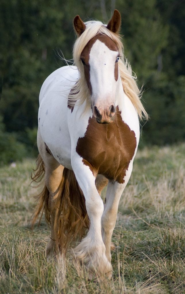 A N I M A L S tweet media