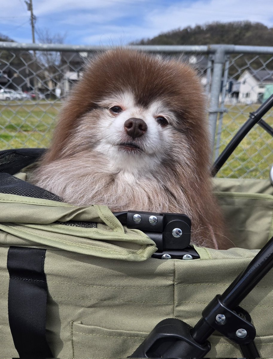 aki_nyanpari tweet media