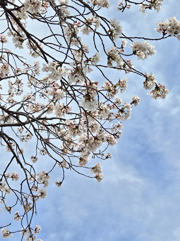 aki_nyanpari tweet media