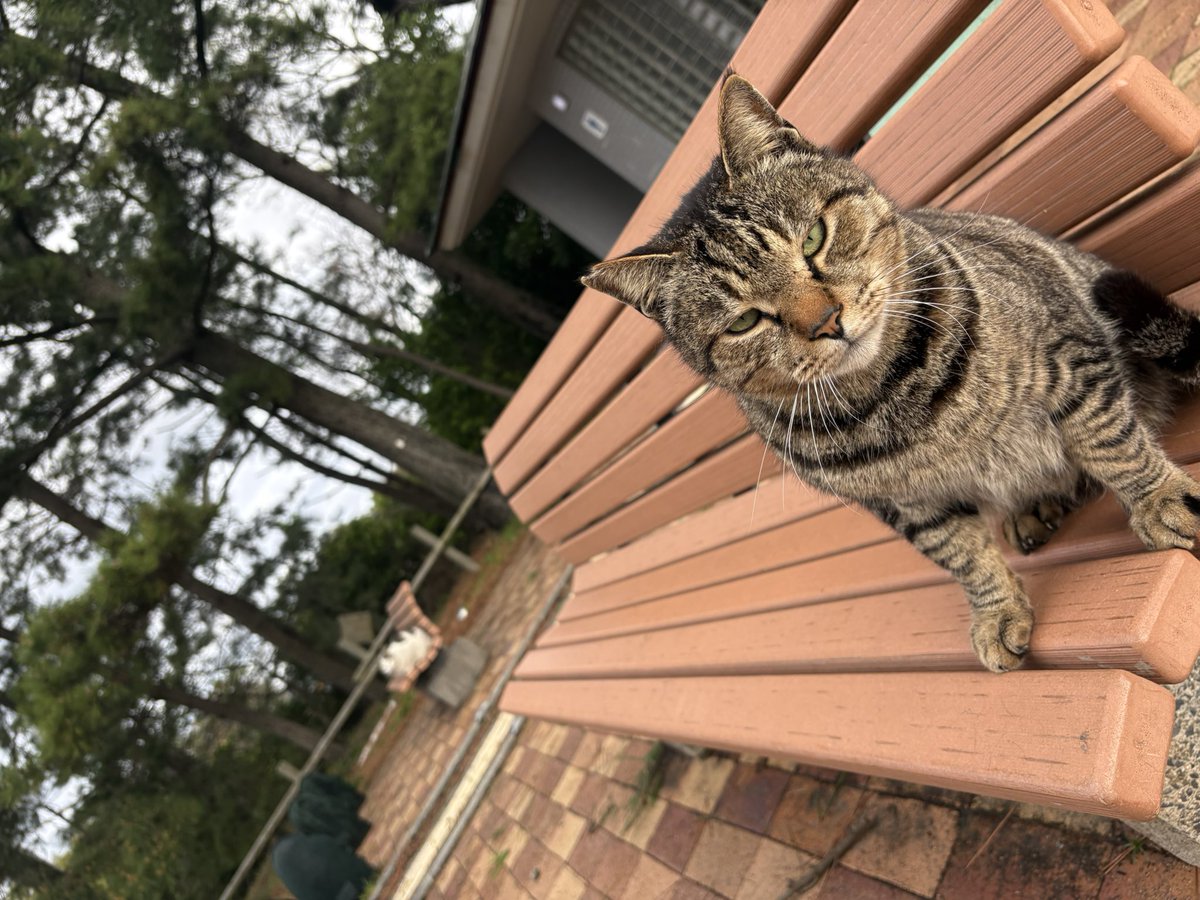 もはやサーファー様ではないやすお tweet media