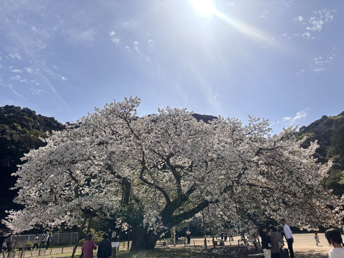 すてふ🍊柑鬼突組🦌 tweet media