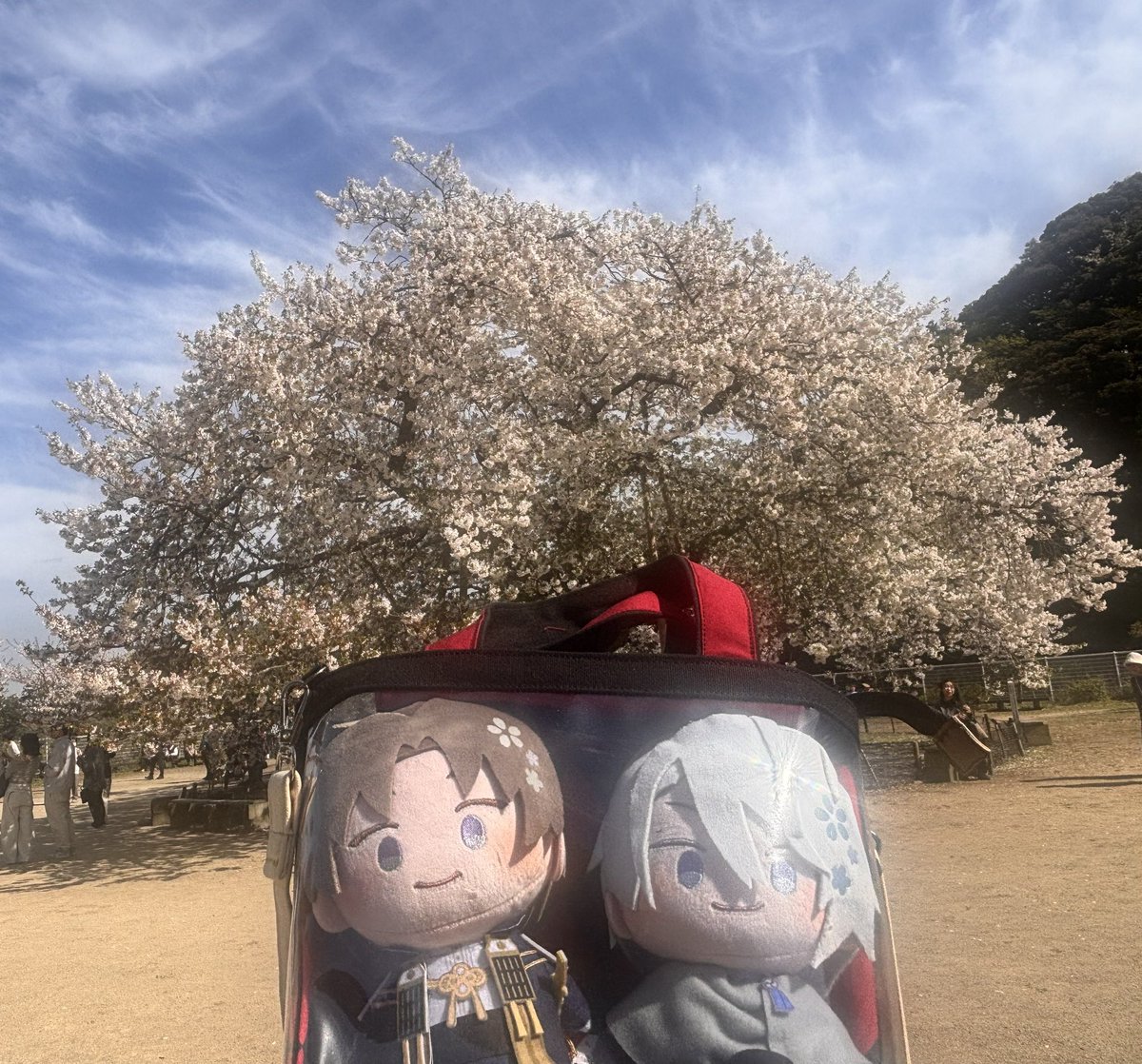 すてふ🍊柑鬼突組🦌 tweet media