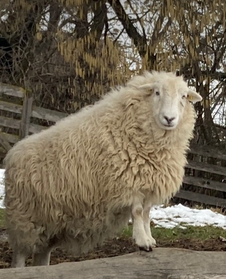 AustrianHerdy's tweet photo. Happy Easter to all of you and especially all of your sheep! 😉 https://t.co/tKKScg83YY