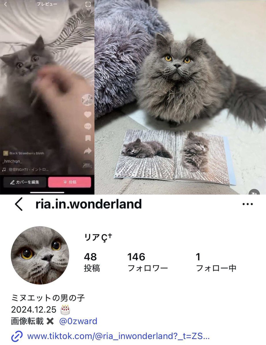 ポケカメン@配信者 tweet media