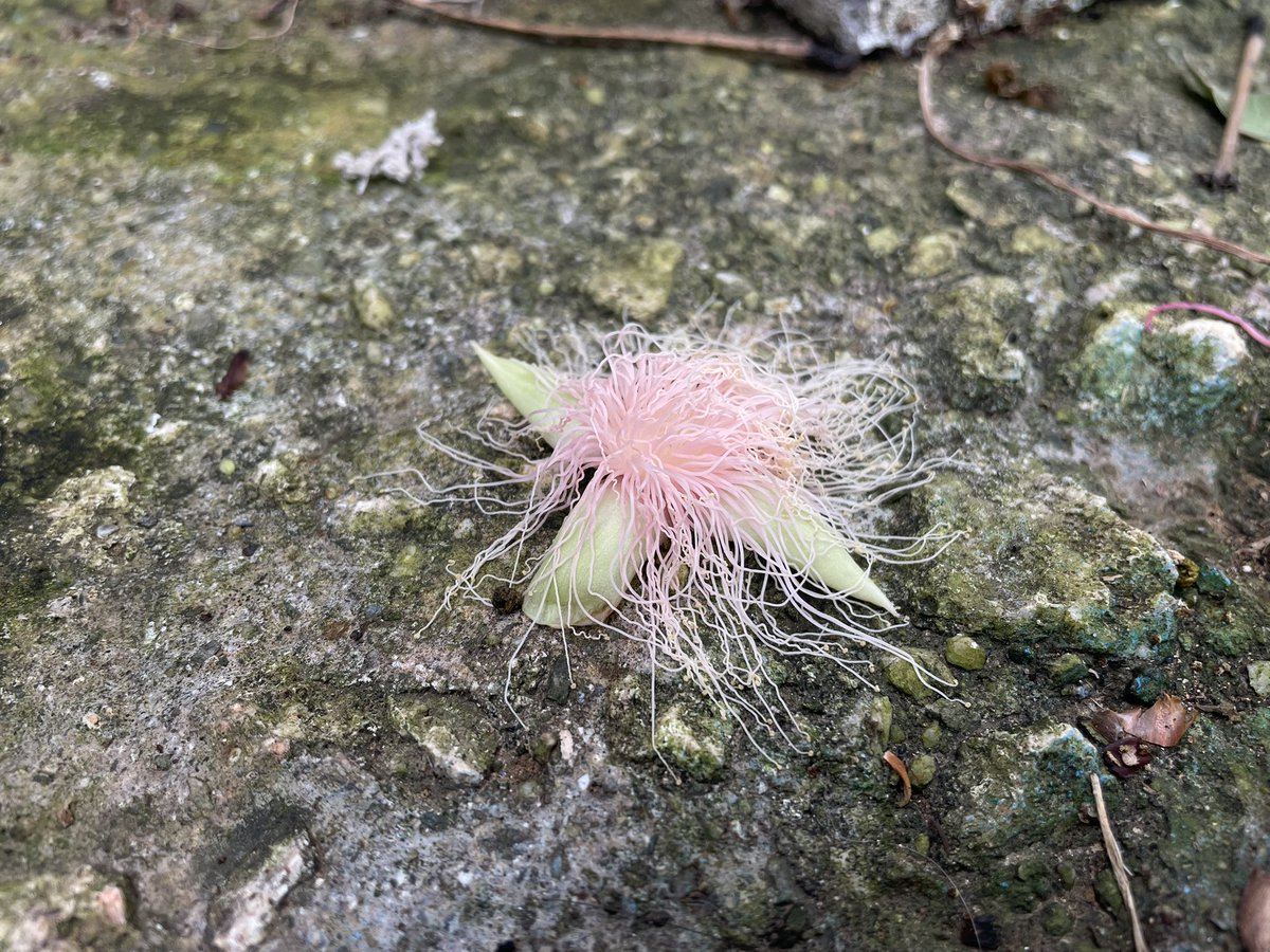 蘇我和太 tweet media