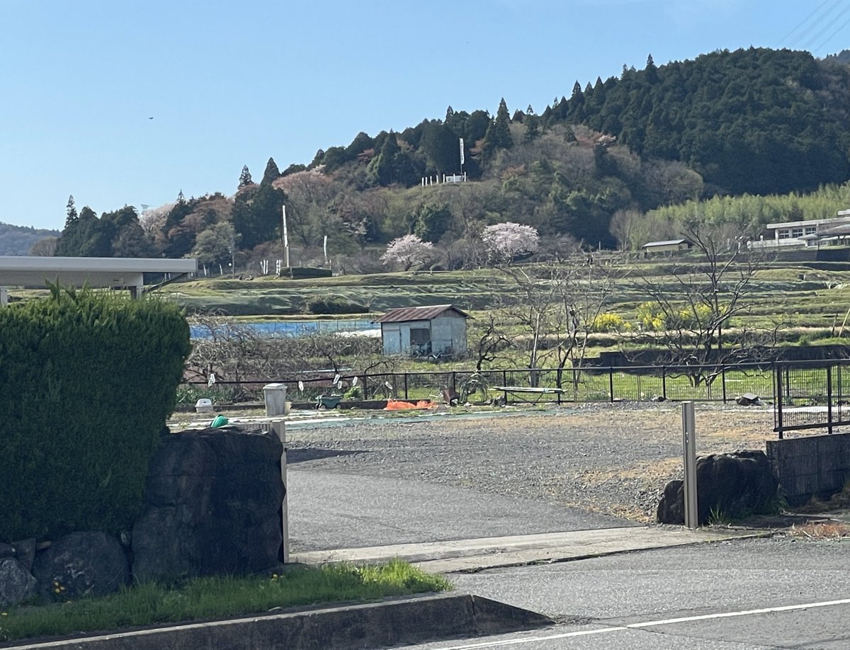 coco_skghr's tweet photo. 皆さまこんにちはー本日の関ケ原、晴れ！風はありますが暖かい日差しに桜が満開、日中は春を感じる気候です🌸
ココカフェではこの時期限定いちごとカスタードの焼きたてワッフルボウルをご用意してお越しをお待ちしておりまするー(´ `) https://t.co/xFHPxosB72