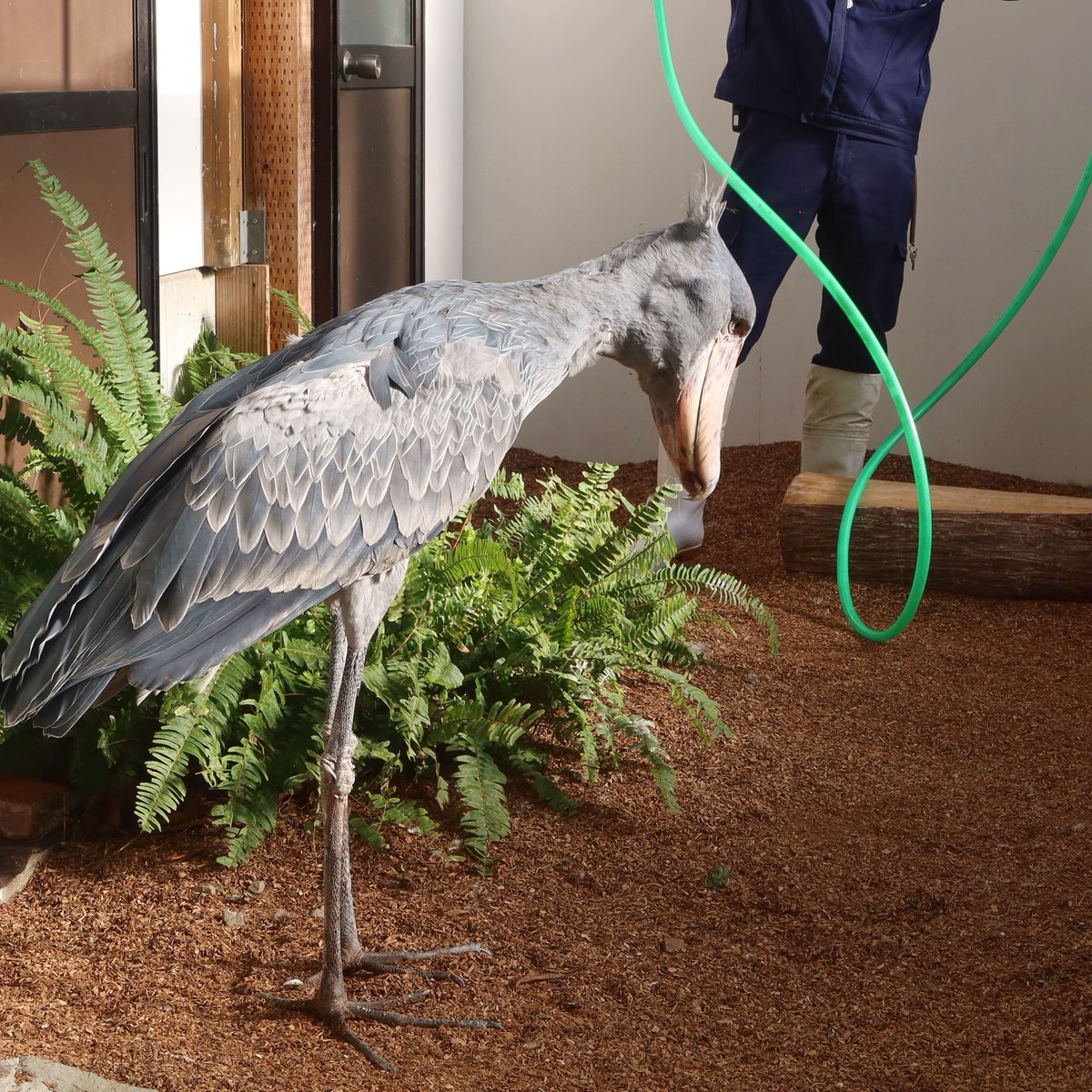 松江フォーゲルパーク tweet media