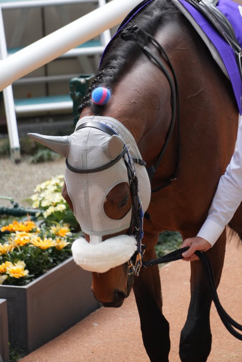 🐴キミドリサン🦜 tweet media