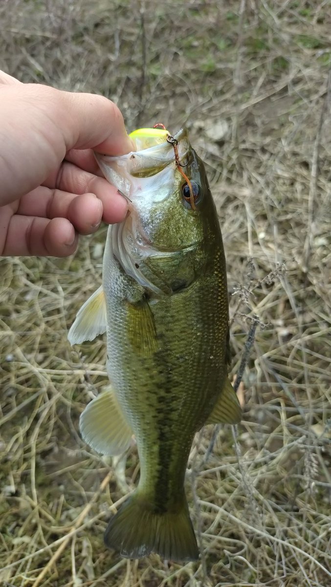 こしあん tweet media