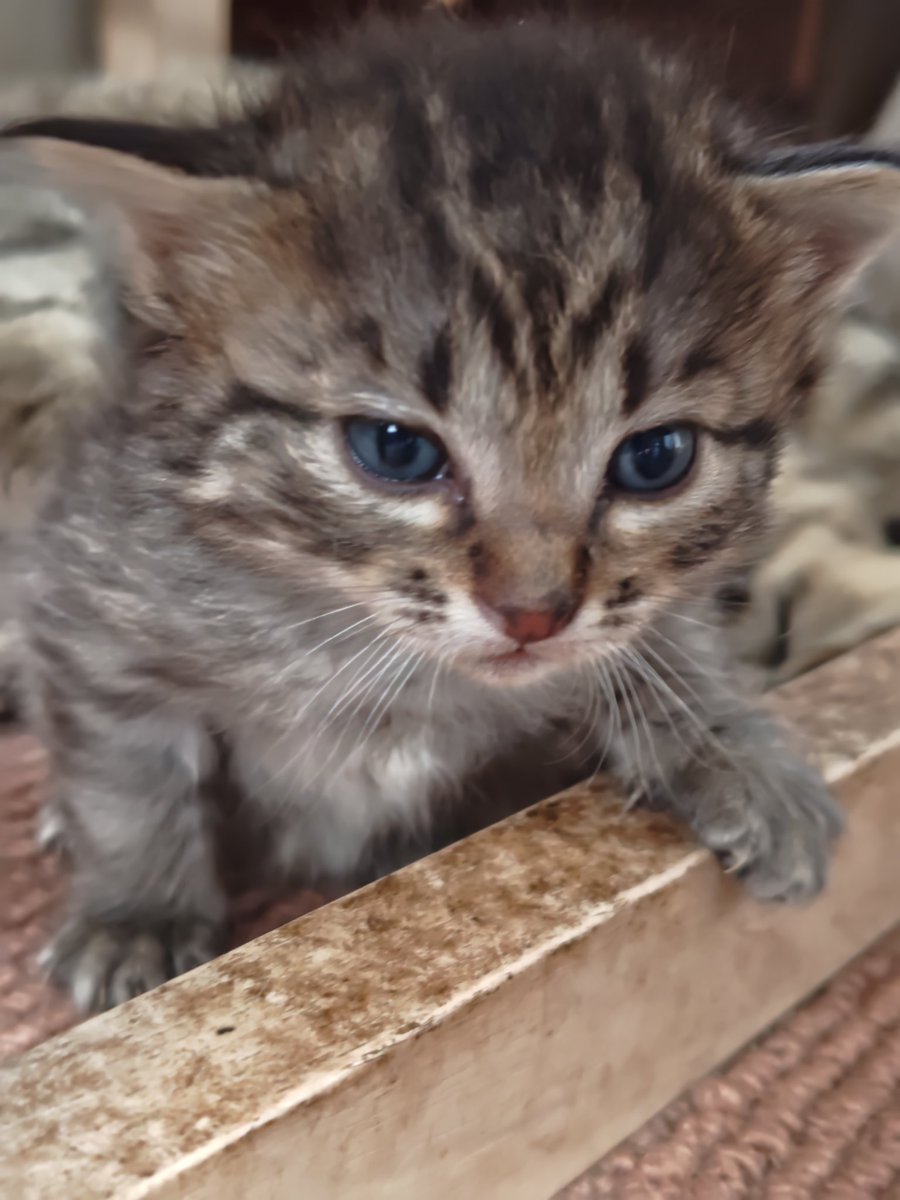 猫道🐾 tweet media