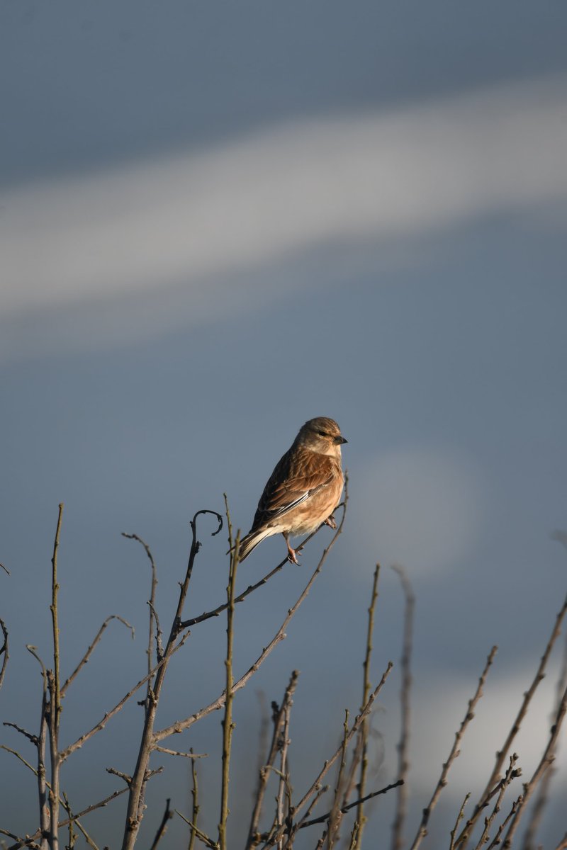 nealesmithworld's tweet photo. Linnet 
Bude Cornwall 〓〓
#Bude #Cornwall 
#Linnet https://t.co/zloM8bLpkL