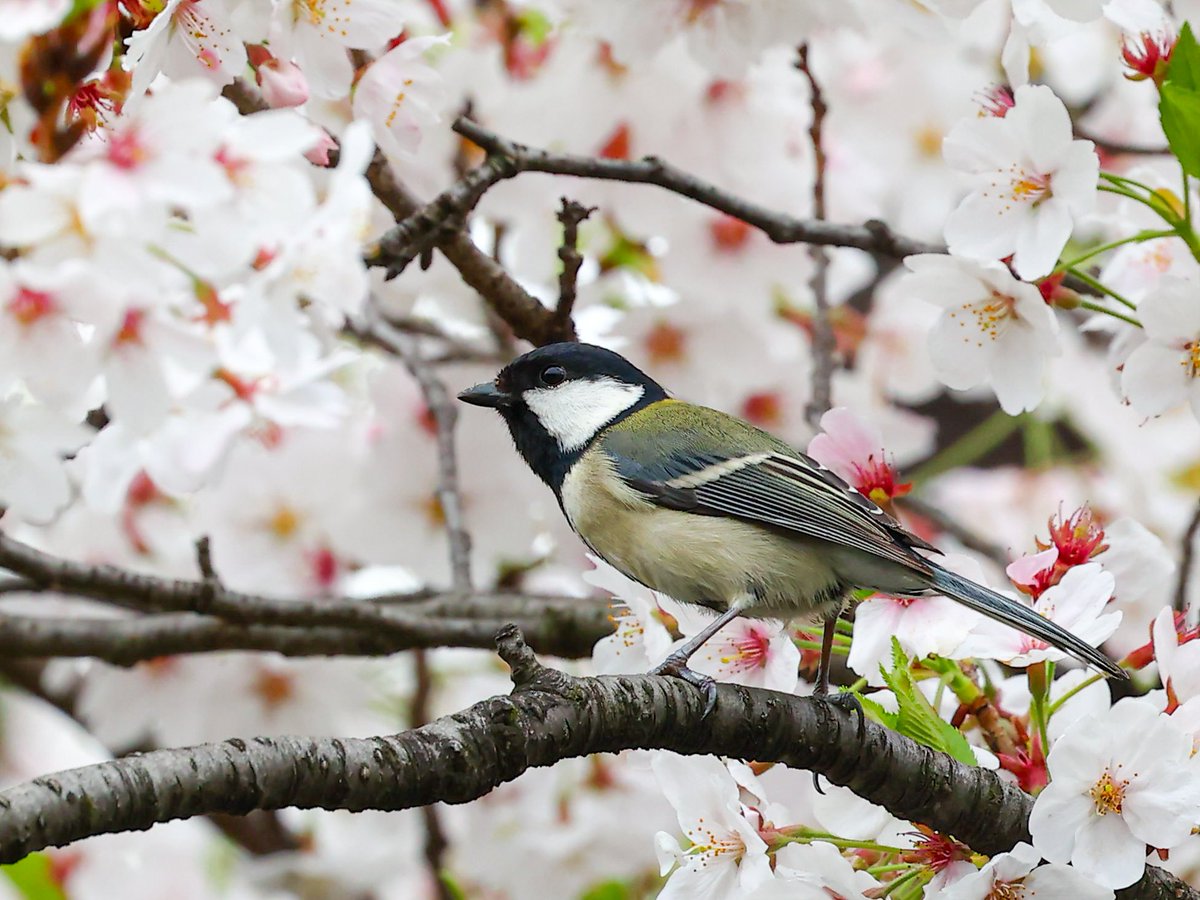 ニラオ tweet media