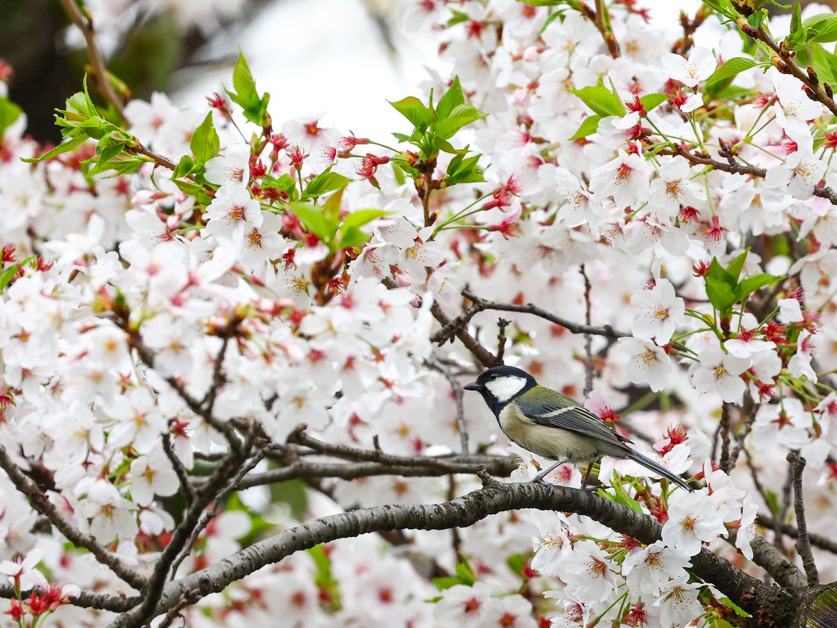 ニラオ tweet media