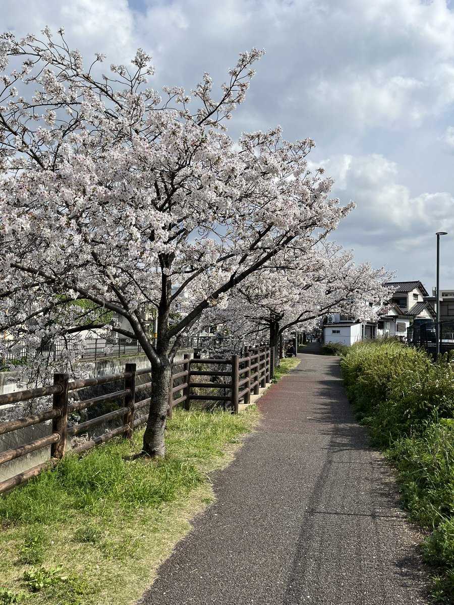 mitigti's tweet photo. 福岡は桜満開です https://t.co/CcsEmJLVPn