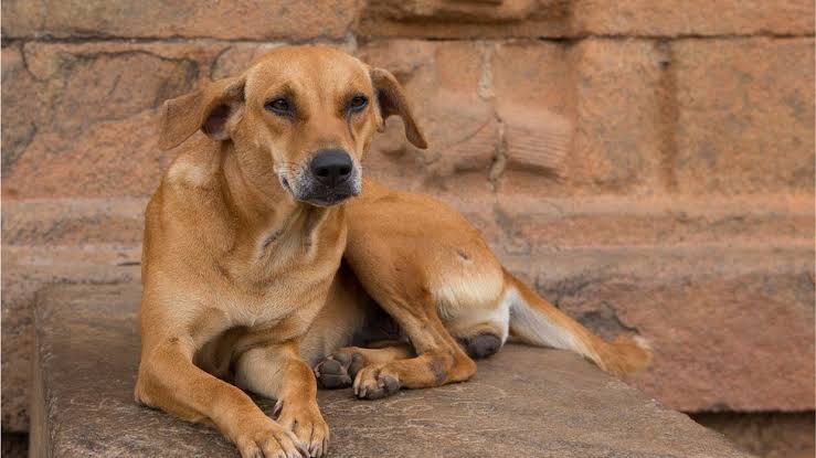 Africa First tweet media