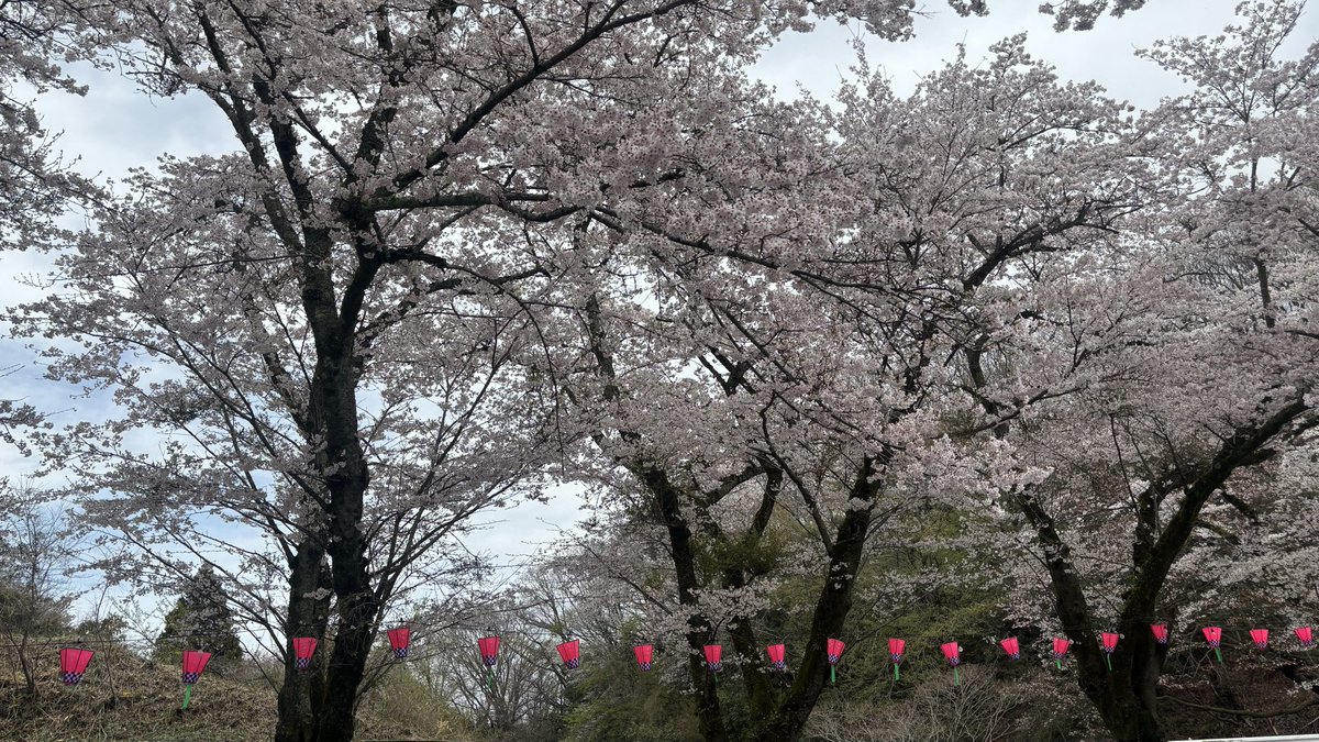 axau0's tweet photo. 久々の生駒スカイライン。天気曇ってたけど結構オープンカーいました。桜綺麗でした🌸 https://t.co/xvbe36fhzY